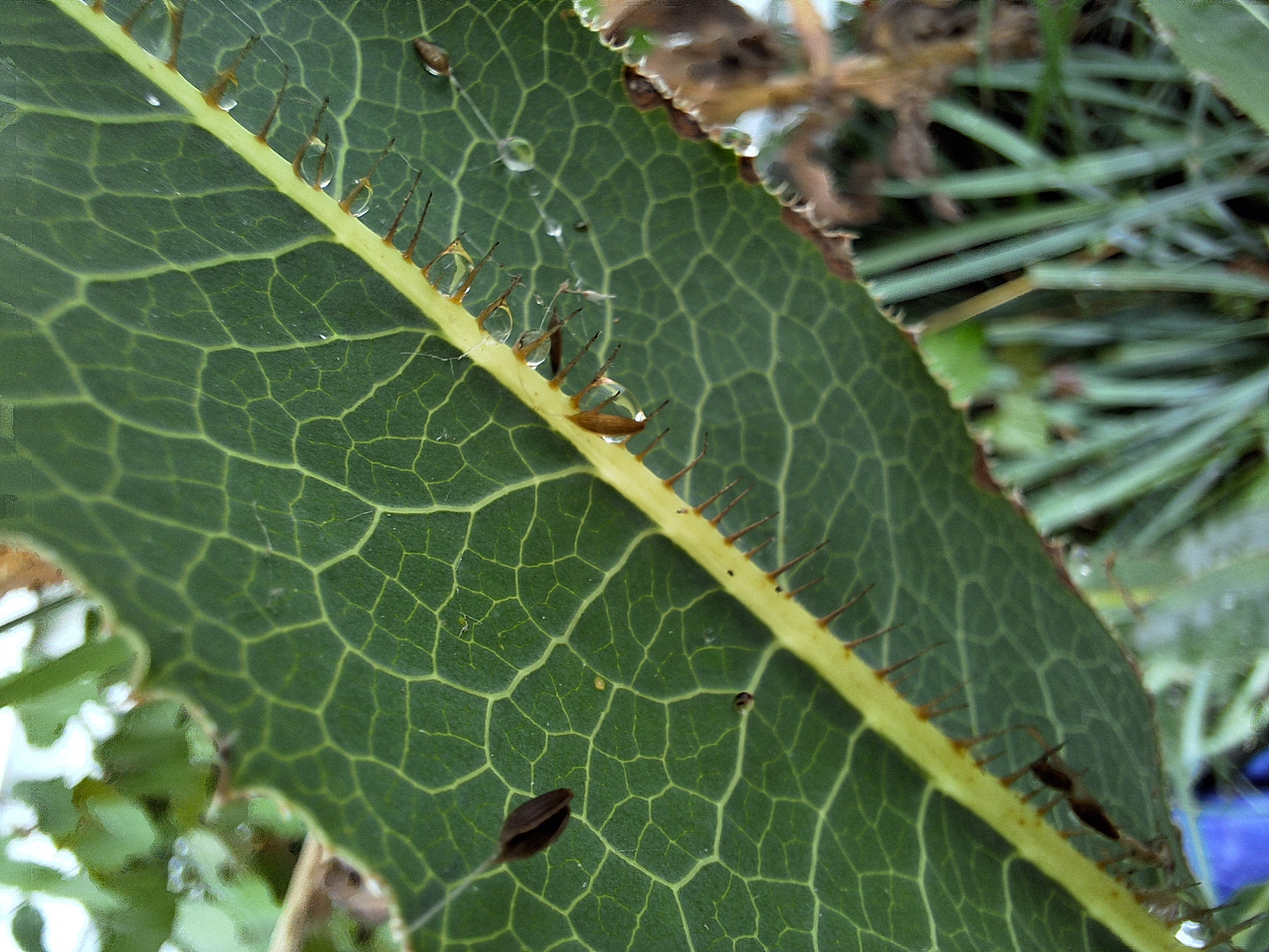 photo of spines along the bottom of pickly lettuce's leaf stem